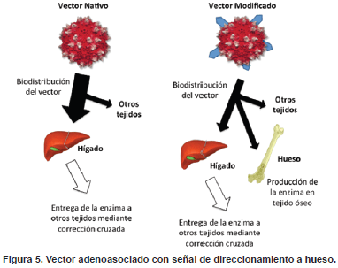 Vector adenoasociado