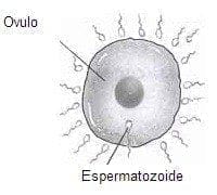 espermatozoides en cada eyaculación espermatozoides en cada eyaculación