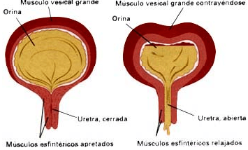 Musculo Vesical - Control de la Vejiga Musculo Vesical - Control de la Vejiga