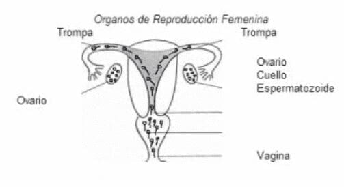 Organos de Reproducción Femenina organos de reproduccion femenina