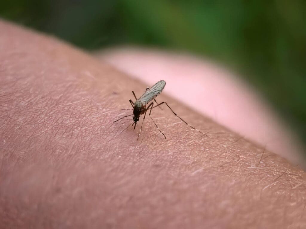 Alergia a picadura de insecto