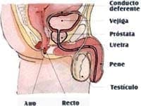 Aparato genital masculino Aparato genital masculino