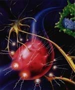 Las prostaglandinas Las prostaglandinas