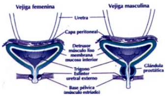 Vejiga Femenina y Masculina Vejiga Femenina y Masculina