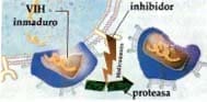 Acción de los inhibidores de la proteasa Acción de los inhibidores de la proteasa