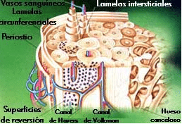 Diagrama esquemático del hueso cortica Diagrama esquemático del hueso cortica