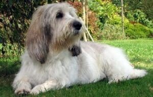 Basset Grifón Vendeano