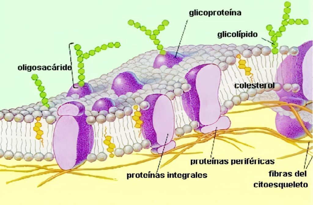 Endocrinología: Factores endocrinos y paracrinos que regulan el adipocito y su relación con el riesgo cardiovascular, dislipidemia y obesidad