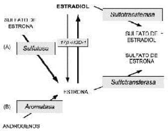 la transformación de los estrógenos en el cáncer mamario humano