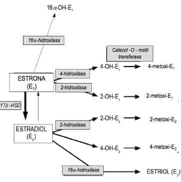 estrógenos en el cáncer de seno humano