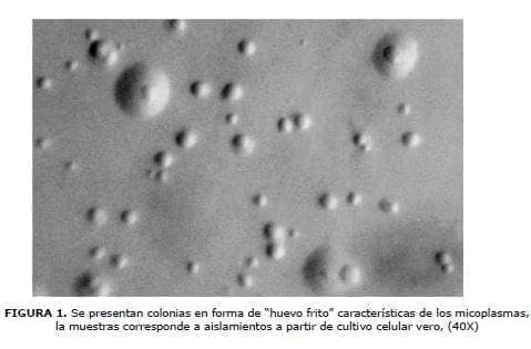 Se presentan colonia, Cultivo Celular Se presentan colonia, Cultivo Celular
