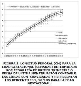 Longitud femoral Longitud femoral
