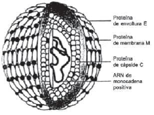 Estructura del virus dengue