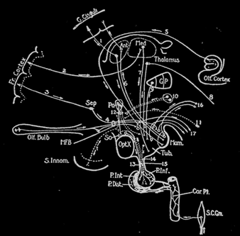 Diagrama de las Conexiones Hipotalamicas Diagrama de las Conexiones Hipotalamicas