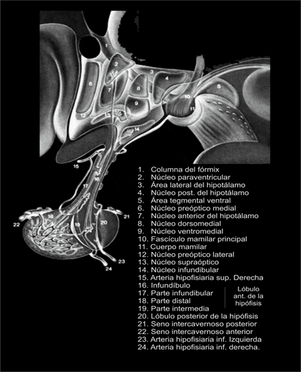 Esquema de los núcleos hipotalámicos Esquema de los núcleos hipotalámicos