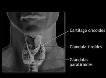 Glándula tiroides y paratiroides Glándula tiroides y paratiroides