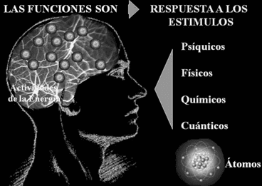 Respuesta a los estímulos psíquicos Respuesta a los estímulos psíquicos