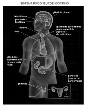 Sistema Psiconeuroendocrino Sistema Psiconeuroendocrino