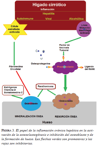 figura3-inflamacion-cronica