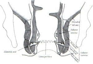 Conducto anal Conducto anal