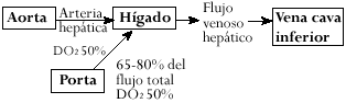  Circulación hepática