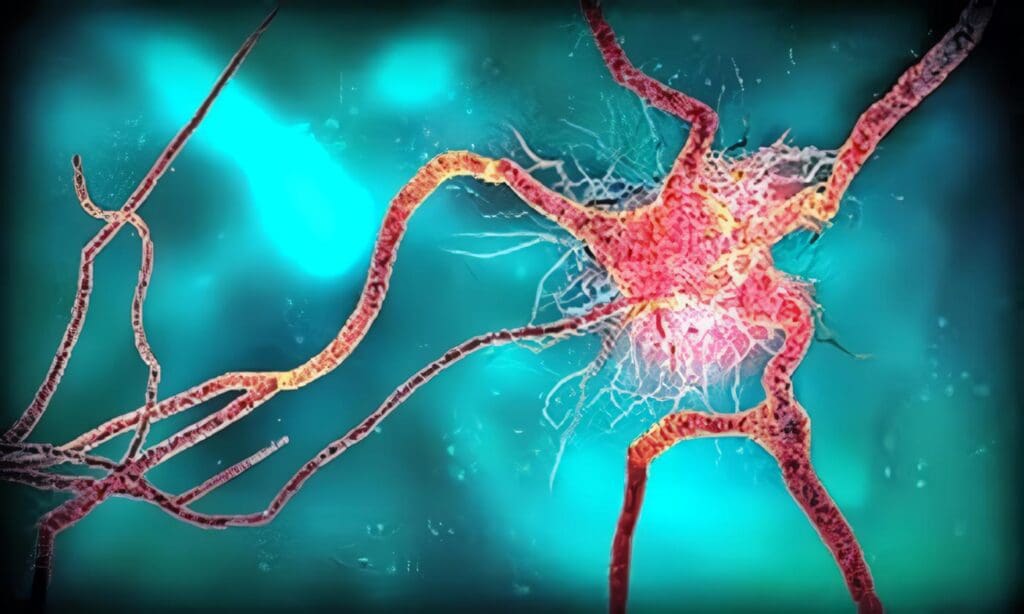 Sistema Psiconeuroendocrino