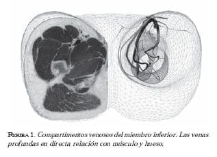 Compartimentos venosos del miembro inferior