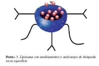 Liposoma con medicamentos y anticuerpos 