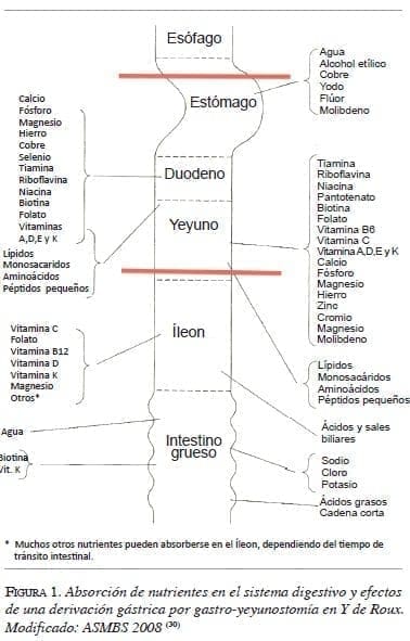 figura1-absorsion-nutrientes