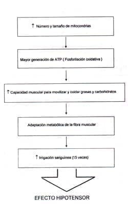 Cambios nivel de la fibra muscular ejercicio dinámico crónico