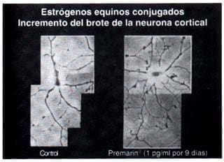Estrogenosequinos conjugados Estrogenosequinos conjugados