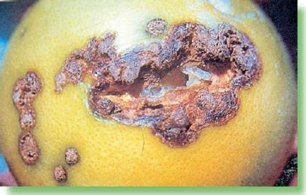 Rompimiento de la cáscara a causa de cáncer de los cítricos Rompimiento de la cáscara a causa de cáncer de los cítricos
