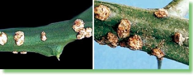 Detalle de las lesiones salientes (costras) - Cáncer de cítricos Detalle de las lesiones salientes (costras) - Cáncer de cítricos