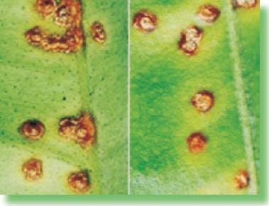 Detalle de las lesiones aceitosas en las dos caras de la hoja  Detalle de las lesiones aceitosas en las dos caras de la hoja