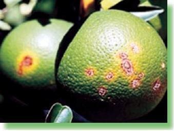 Lesiones causadas por el cáncer de los cítricos en frutos Lesiones causadas por el cáncer de los cítricos en frutos