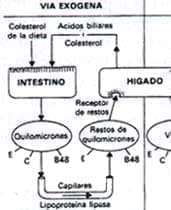 Metabolismo de las lipoproteinas Metabolismo de las lipoproteinas