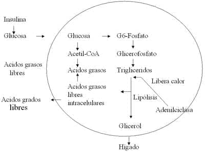 Metabolismo del adipocito Metabolismo del adipocito