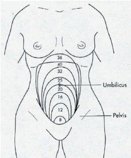Tamaño Uterino Tamaño Uterino - edad gestacional