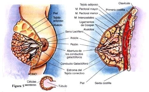 Anatomía y Fisiología de Glándula Mamaria en Lactancia Materna Anatomía y Fisiología de Glándula Mamaria en Lactancia Materna