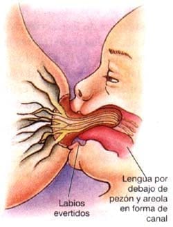 Forma de amamantar el bebe 2 Forma de amamantar el bebe 2