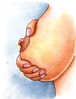 Pulgar encima y los dedos debajo del pezón formando una "C" - Lactancia Pulgar encima y los dedos debajo del pezón formando una "C" - Lactancia