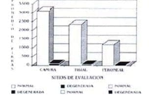 Gemación colateral en fibras durante la regeneración