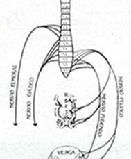 Neuroanatomía funcional de la cauda equina