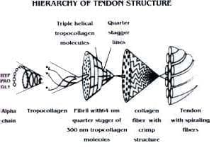 Jerarquía en la estructura del Tendón