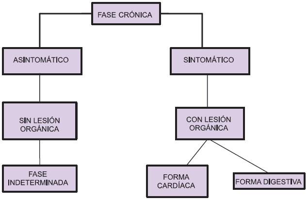 Paciente en fase crónica Enfermedad de Chagas