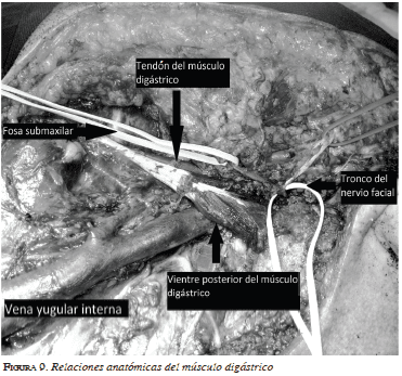 Relaciones anatómicas del músculo digástrico