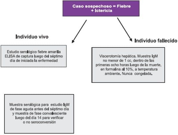 Vigilancia centinela en fiebre amarilla Vigilancia centinela en fiebre amarilla