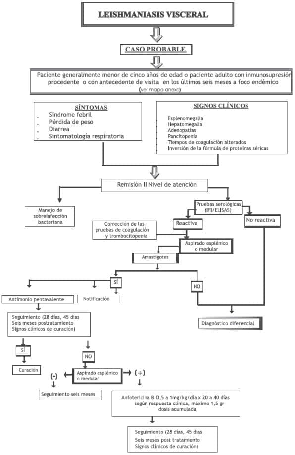 Leishmaniasis visceral Leishmaniasis visceral