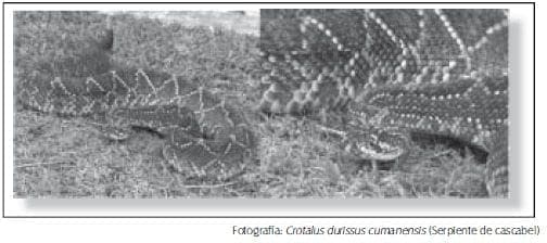 Generalidades del Veneno de Cascabel