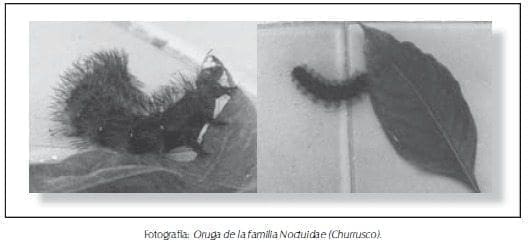 Oruga de la familia Noctuidae ( churrusco) Oruga de la familia Noctuidae ( churrusco)